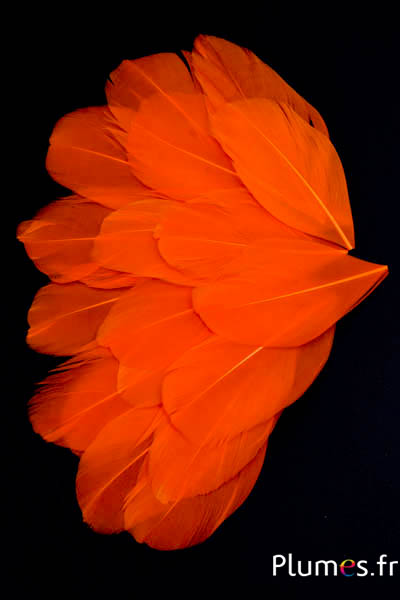 Pétales en plumes - 6-8 x 3-4 cm - orange